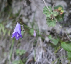 Adenophora morrisonensis