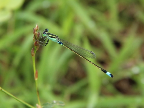 Common Bluetail