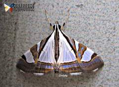 Agrioglypta excelsalis