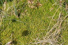 Scleranthus biflorus