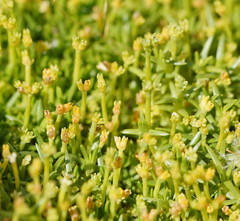 Scleranthus biflorus