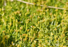 Scleranthus biflorus