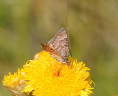 Chrysolarentia cataphaea