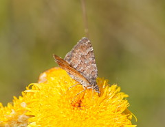 Chrysolarentia cataphaea