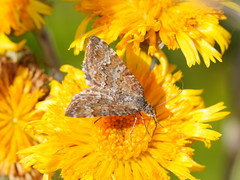 Chrysolarentia cataphaea