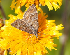 Chrysolarentia cataphaea
