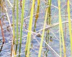 Procordulia jacksoniensis