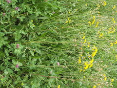 Crepis vesicaria taraxacifolia