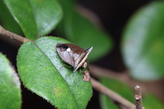 Anaca fasciata