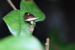 Anaca fasciata