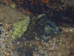 Clibanarius taeniatus