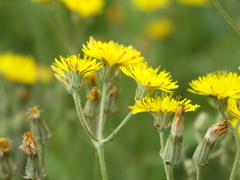 Crepis vesicaria taraxacifolia