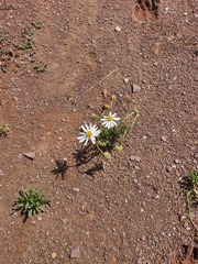 Dimorphotheca zeyheri