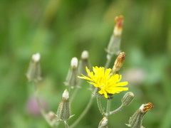 Crepis vesicaria taraxacifolia