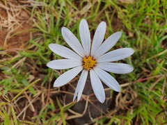 Dimorphotheca zeyheri