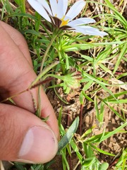 Dimorphotheca zeyheri