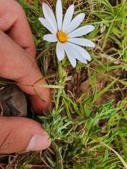 Dimorphotheca zeyheri