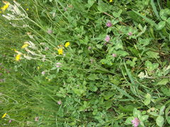 Crepis vesicaria taraxacifolia