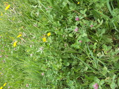 Crepis vesicaria taraxacifolia
