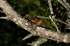 Trichosurus johnstonii