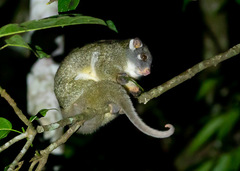 Pseudochirops archeri