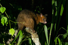 Trichosurus johnstonii