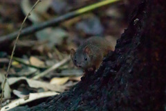 Antechinus flavipes rubeculus