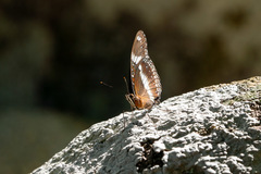 Hypolimnas bolina nerina