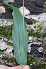 Dichanthelium polyanthes