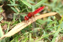 Crocothemis erythraea