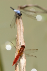 Crocothemis erythraea