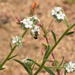 Andrena cryptanthae - Photo (c) Valtierra,  זכויות יוצרים חלקיות (CC BY-NC-ND), הועלה על ידי Valtierra