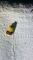 Heterallactis microchrysa