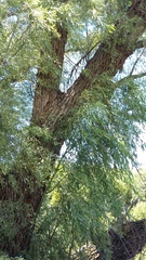 Salix mucronata