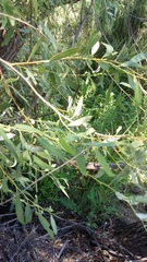 Salix mucronata