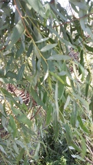 Salix mucronata