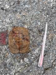 Indotestudo elongata