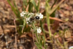 Andrena cryptanthae