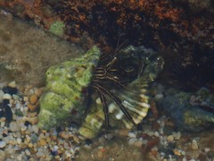 Clibanarius taeniatus