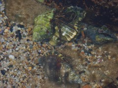 Clibanarius taeniatus