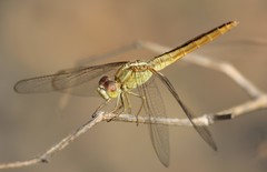 Crocothemis servilia