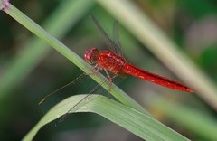 Crocothemis servilia