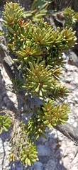 Orites revolutus