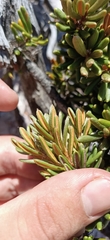 Orites revolutus