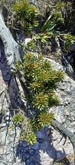 Orites revolutus
