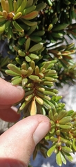 Orites revolutus