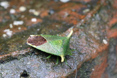Acanthosoma laevicorne