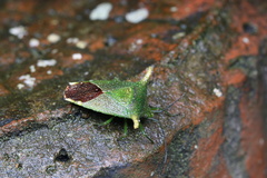 Acanthosoma laevicorne