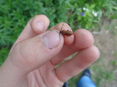 Pseudocistela ceramboides