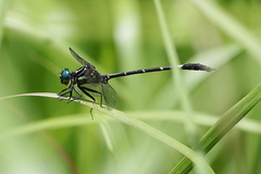 Austrogomphus bifurcatus